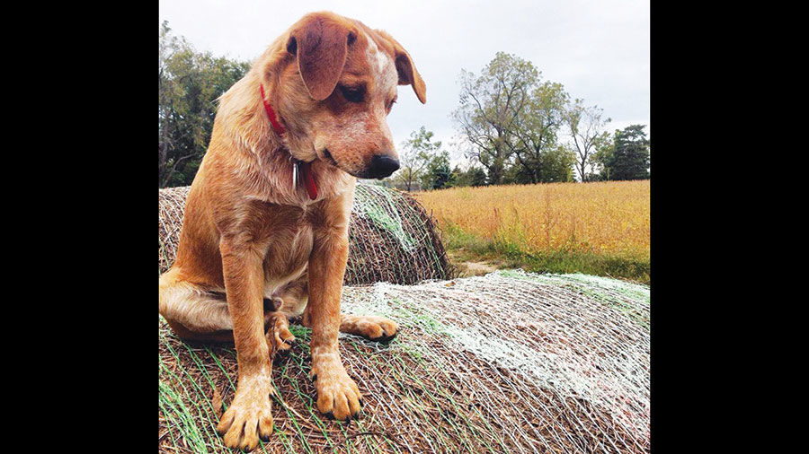 Submitted by Jessica Mumby